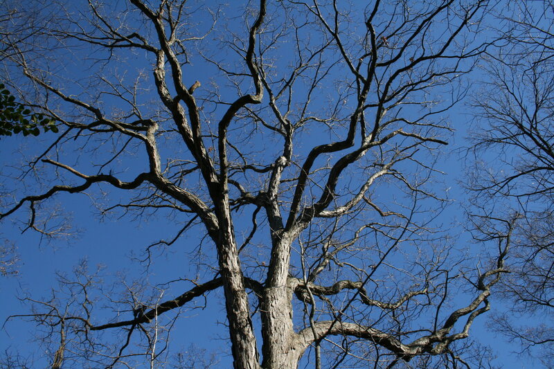Bare tree branches against blue sky