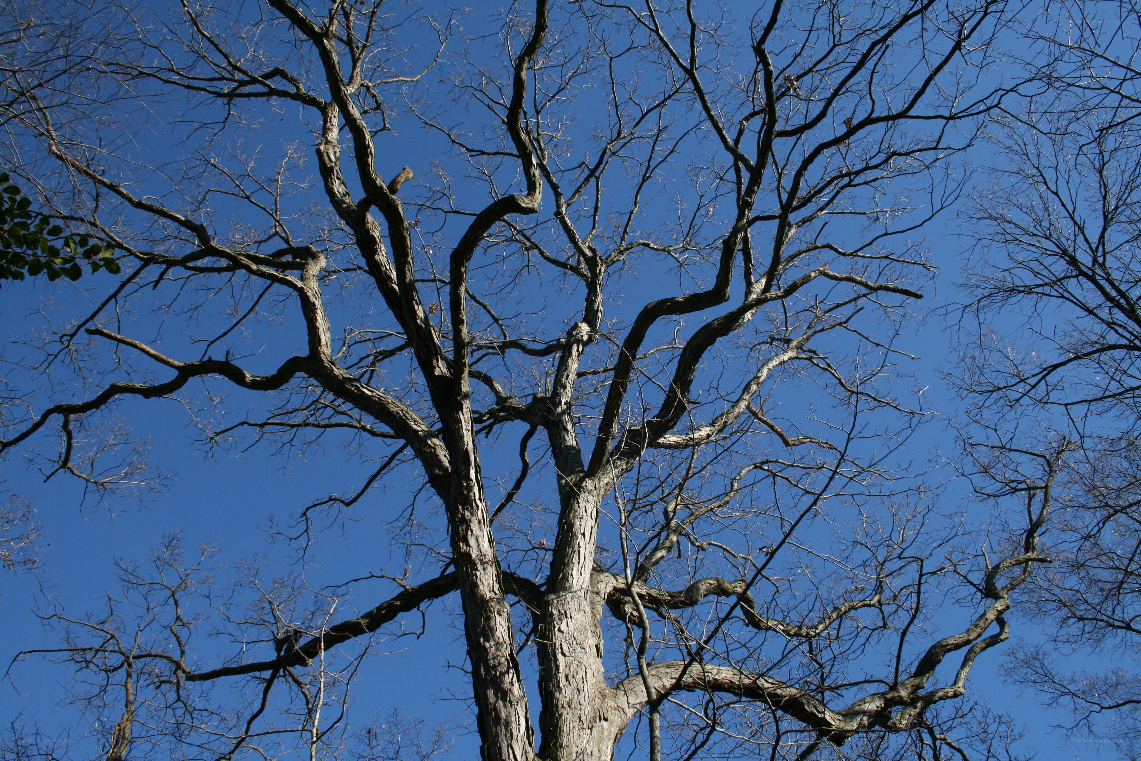 Bare tree branches against blue sky