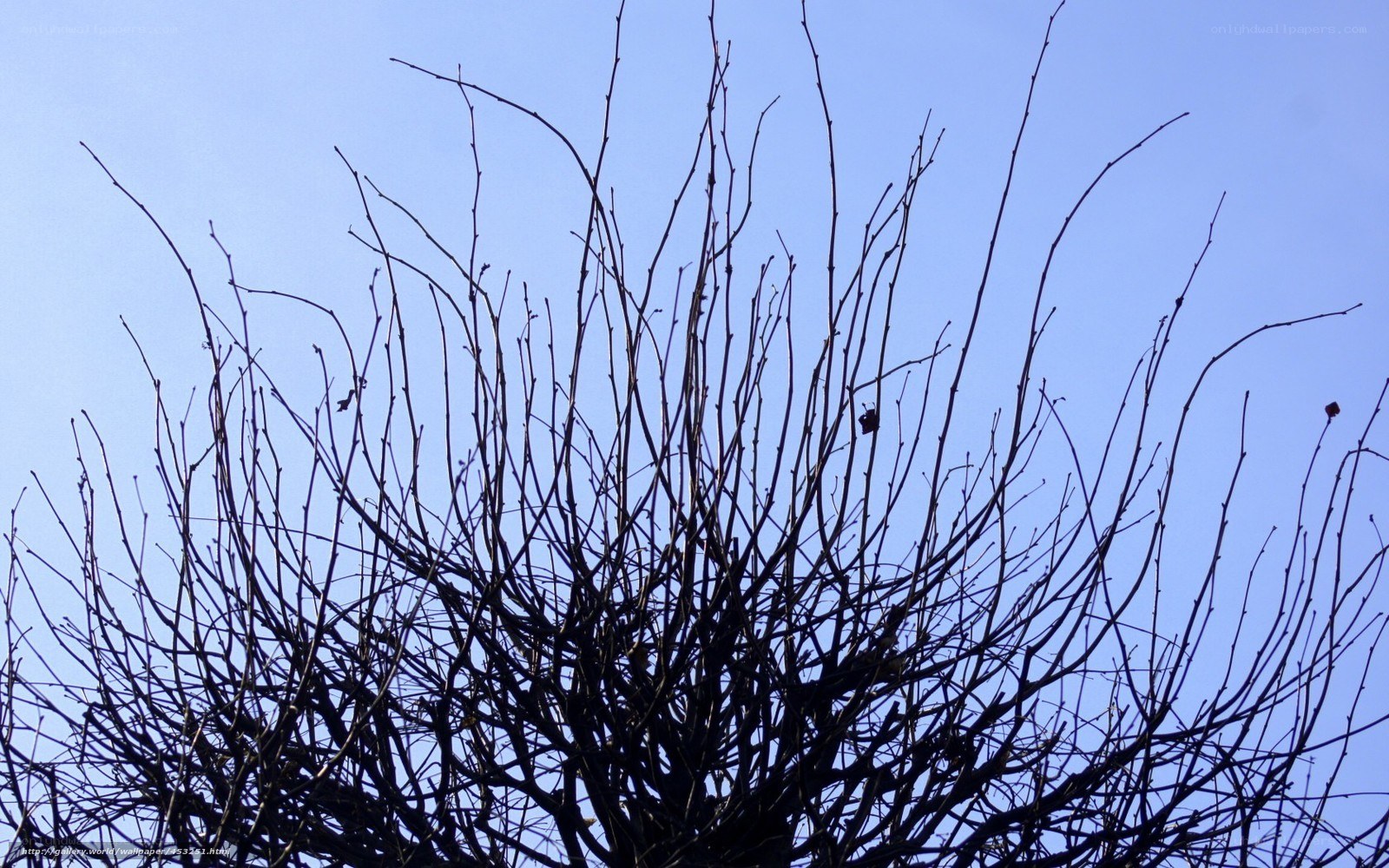 Bare tree branches against blue sky