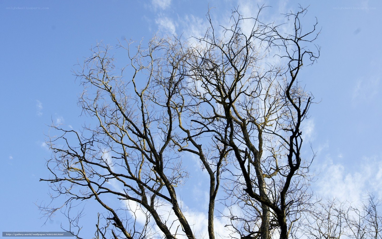 Bare tree branches against blue sky