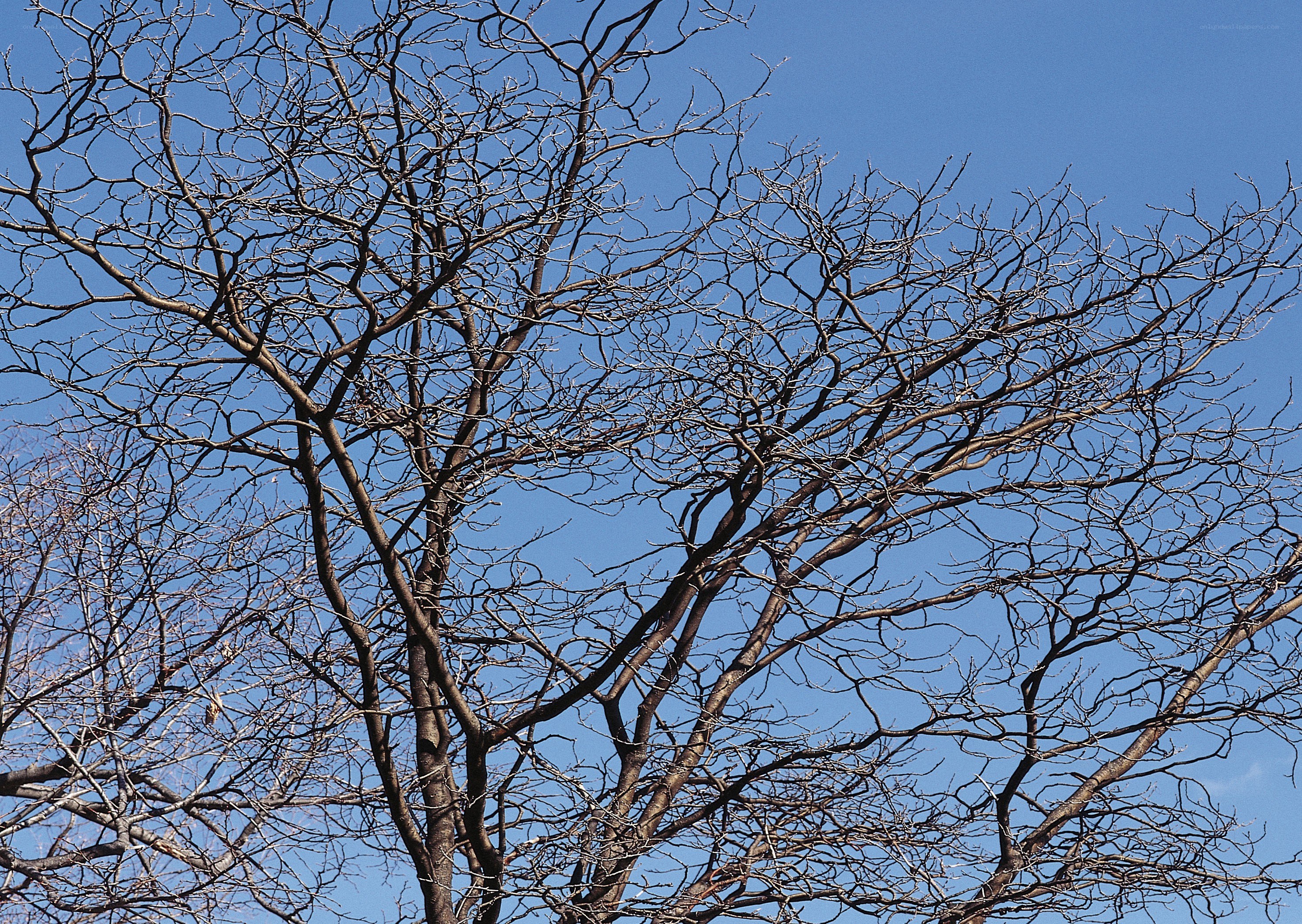 Bare tree branches against blue sky