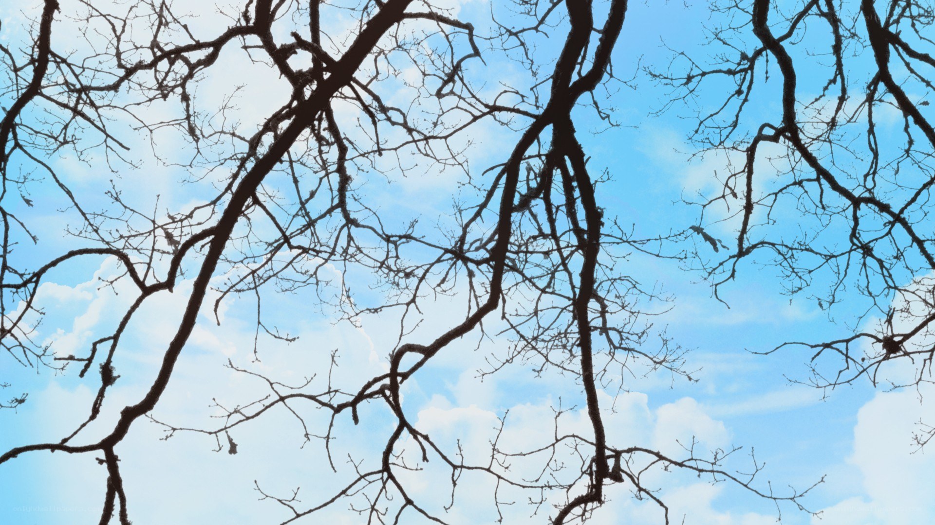 bare tree branches against blue sky
