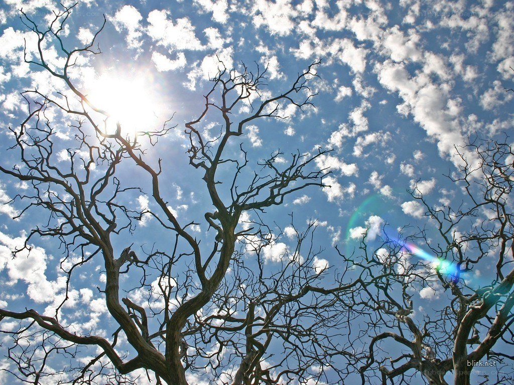 Bare tree branches against blue sky