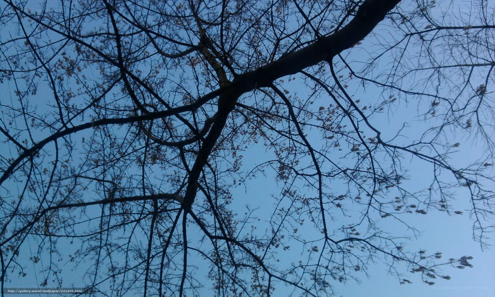 Bare tree branches against blue sky