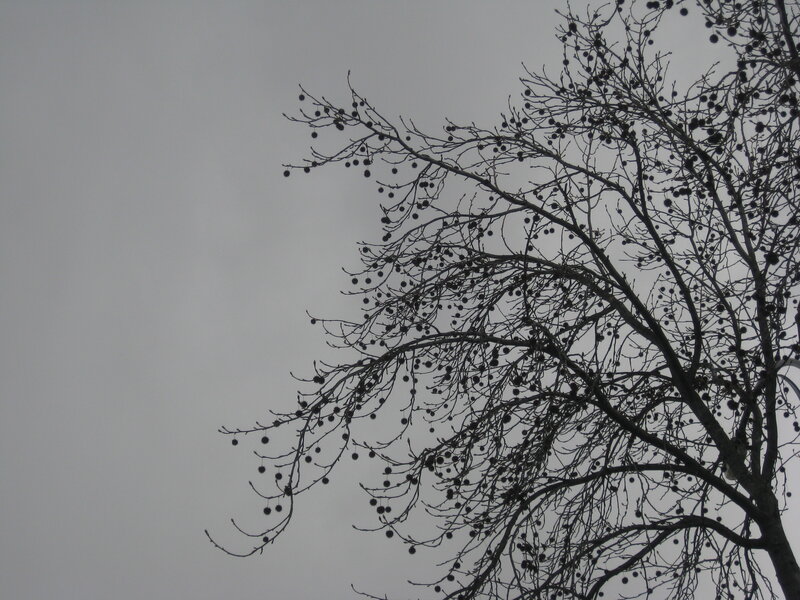 bare tree branches against gray sky