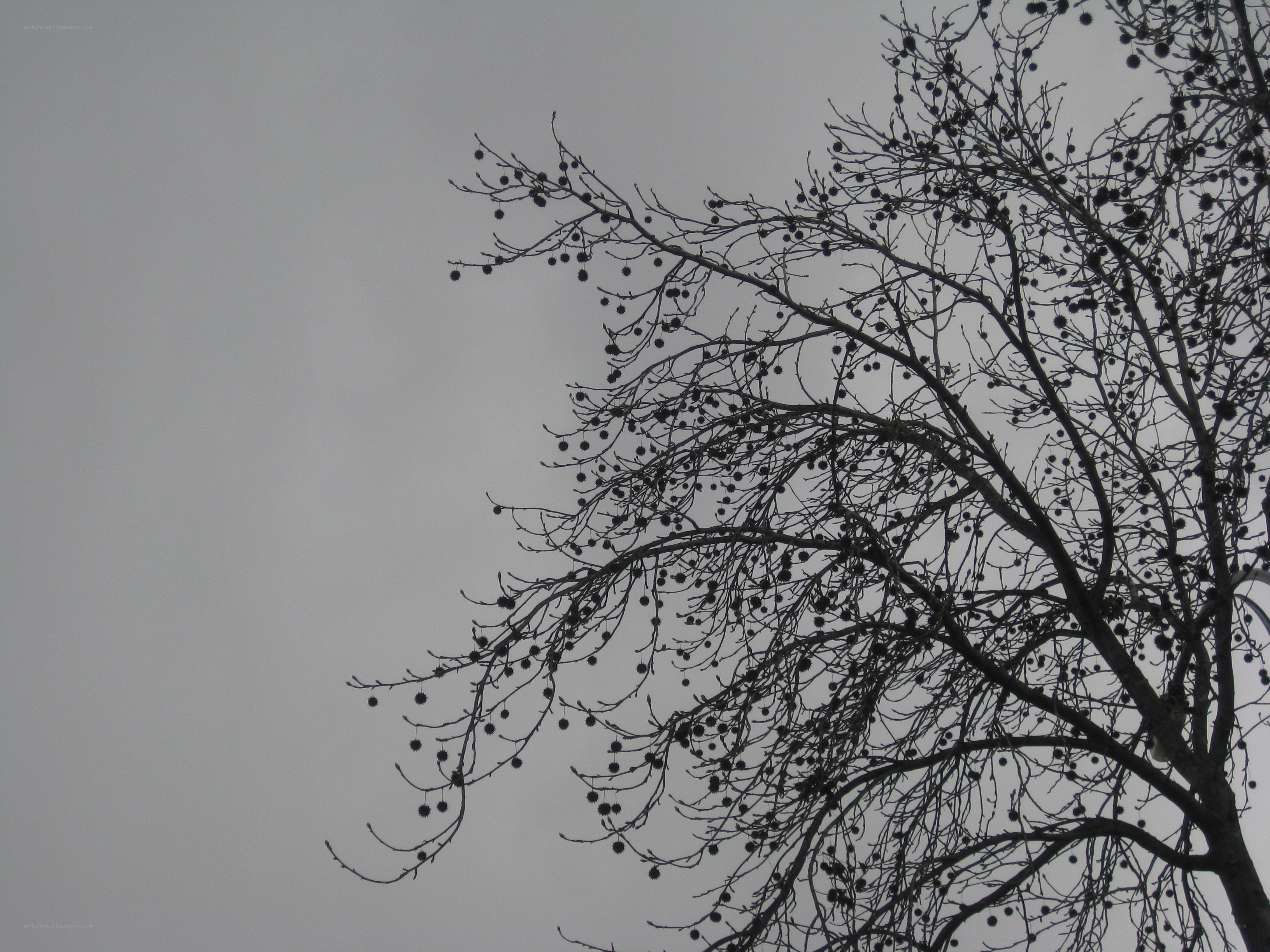 bare tree branches against gray sky