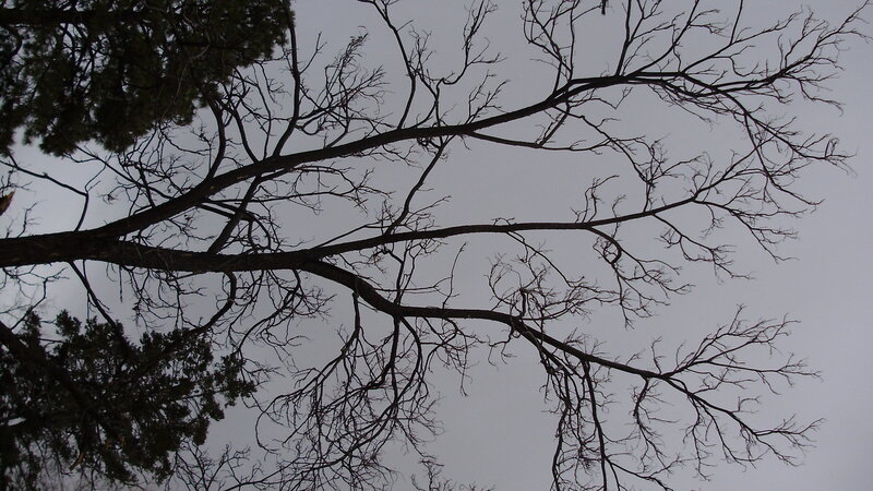 bare tree branches against gray sky