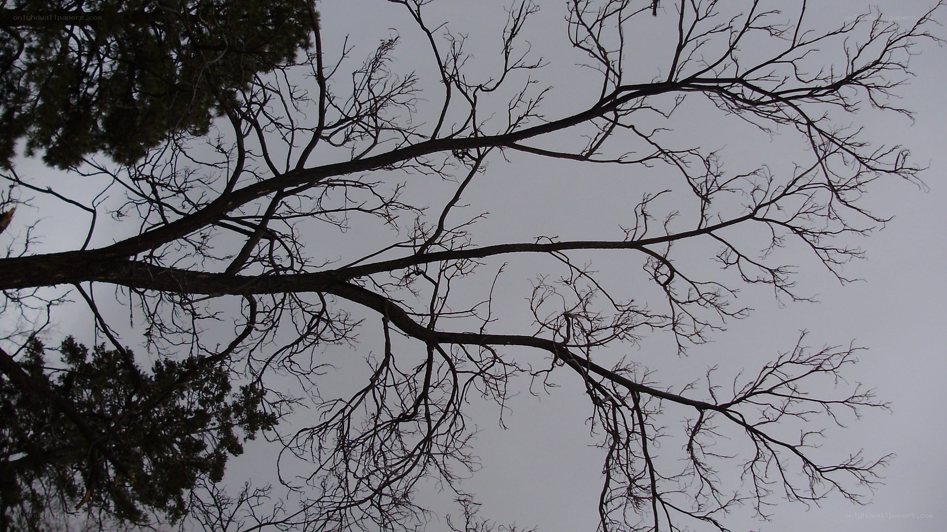 bare tree branches against gray sky