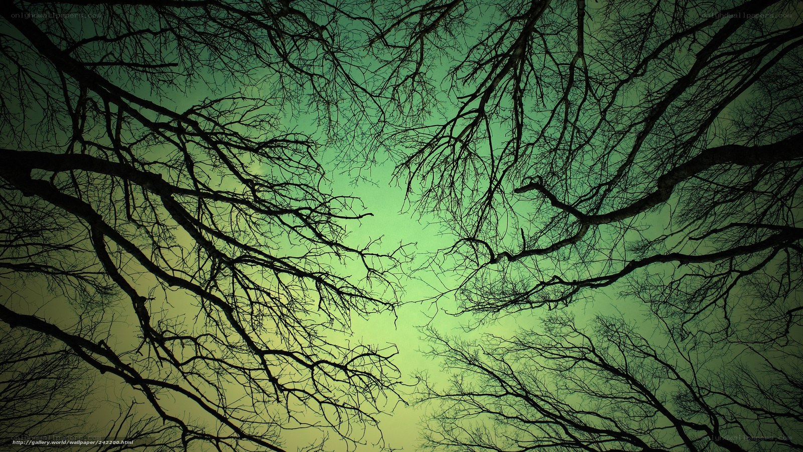 bare tree branches against green sky
