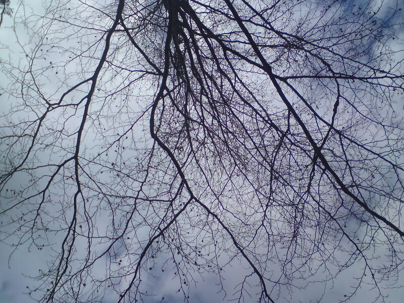 bare tree branches against sky