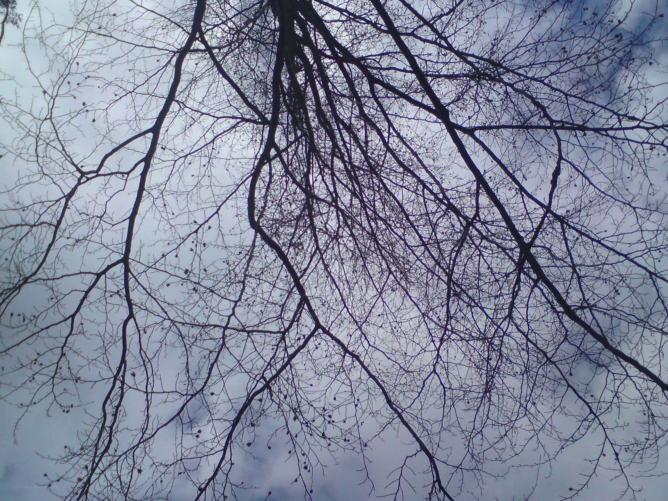 bare tree branches against sky