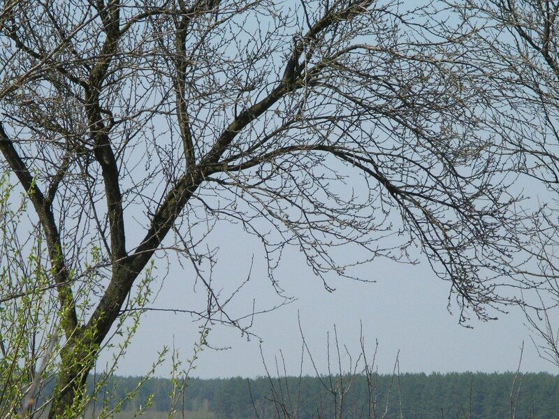 Bare tree branches against sky