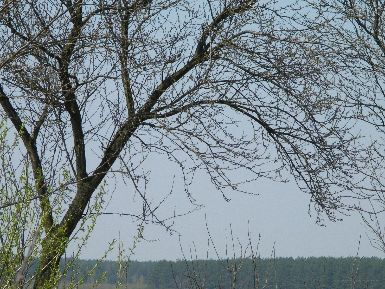 Bare tree branches against sky