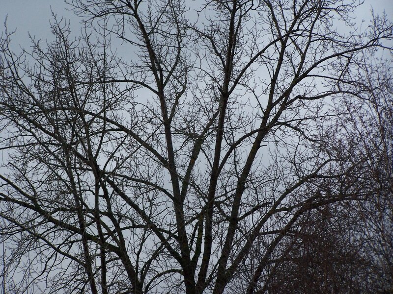 Bare tree branches against sky