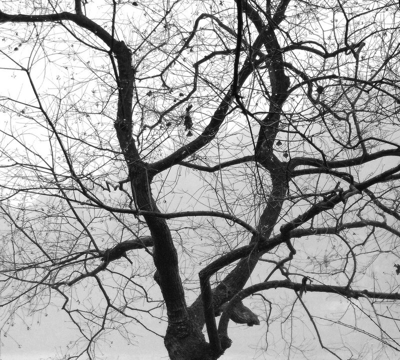 bare tree branches against sky