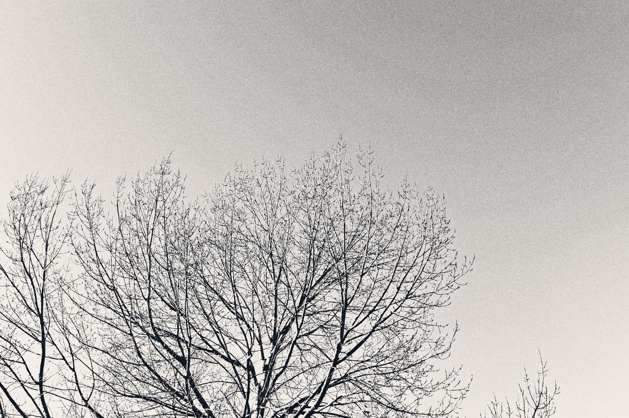 Bare tree branches against sky