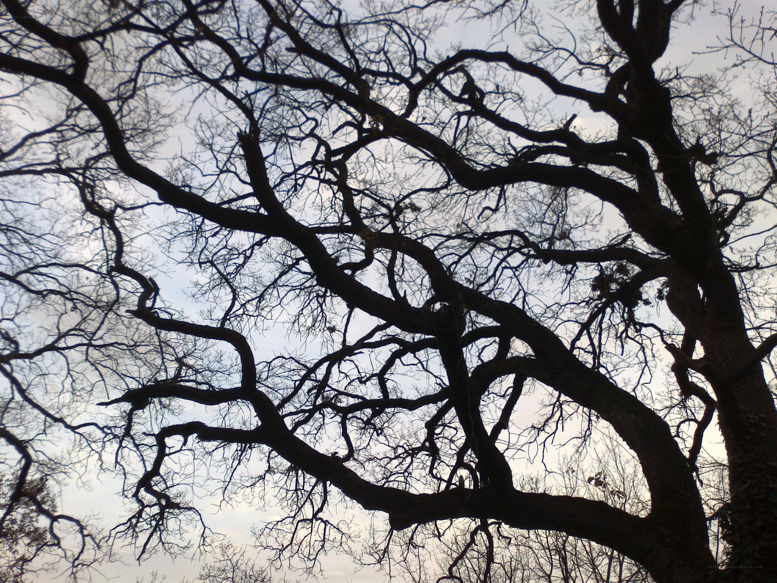 Bare tree branches against sky