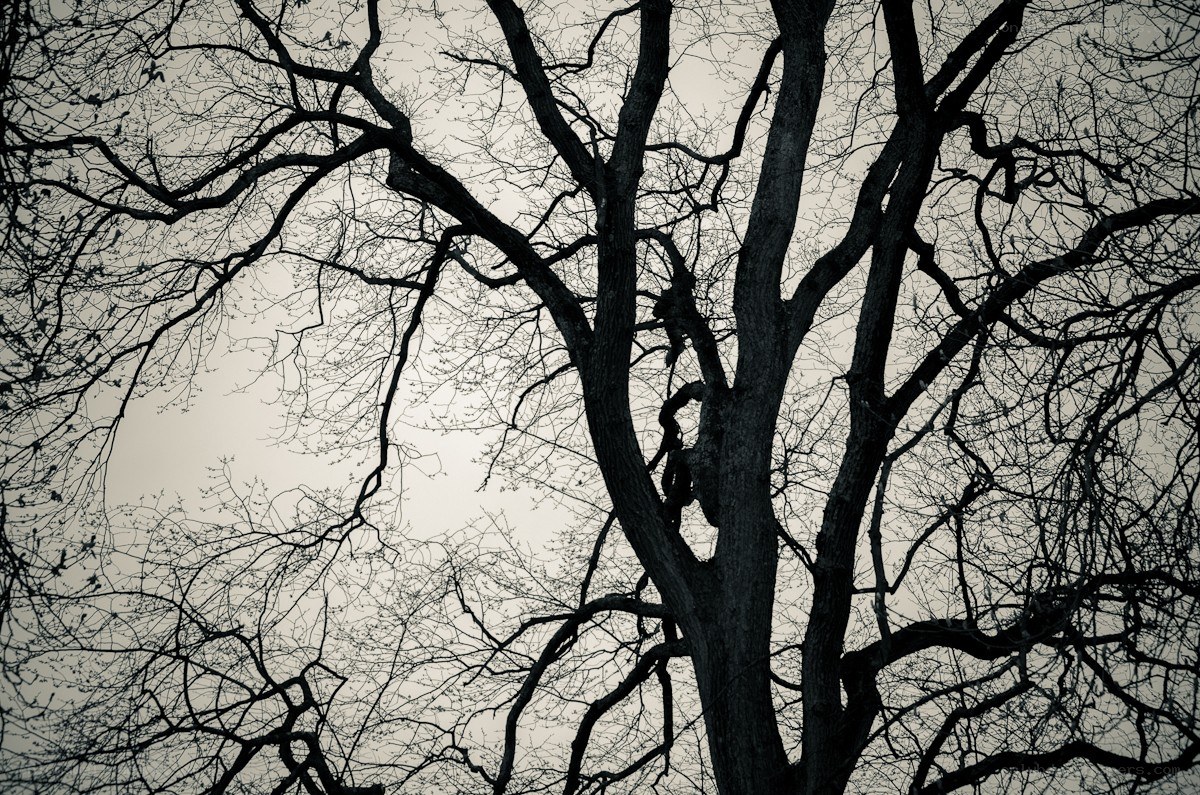 Bare tree branches against sky