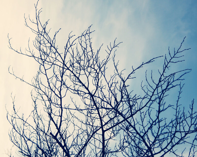 bare tree branches against sky