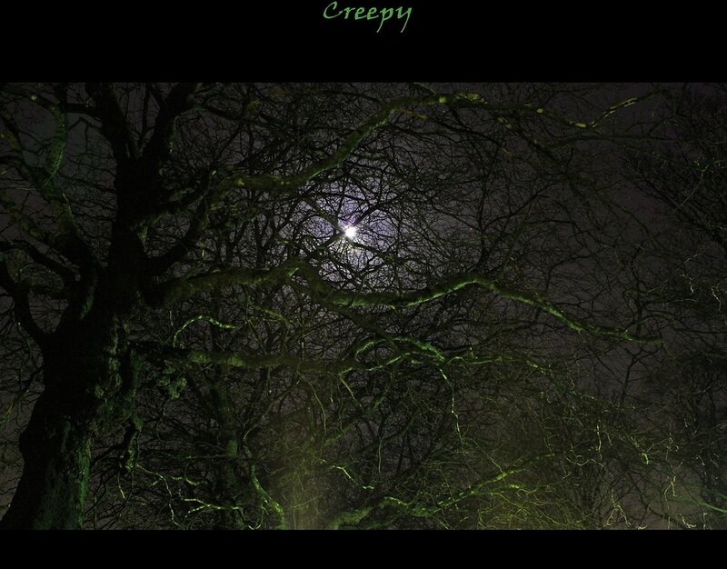 Bare Tree Branches at Night — Black, Creepy