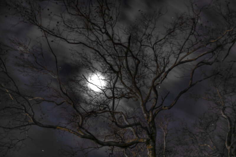 Bare Tree Branches at Night — Black