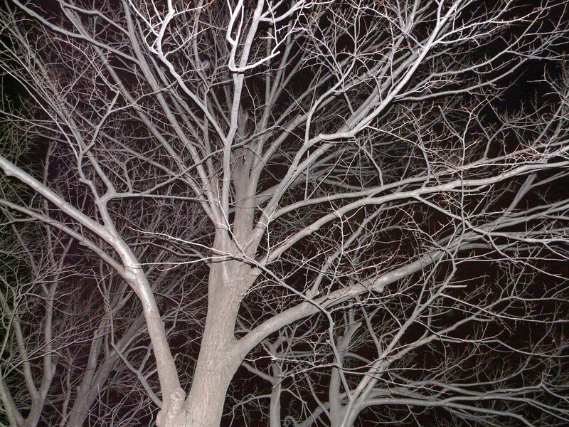 Bare tree branches at night