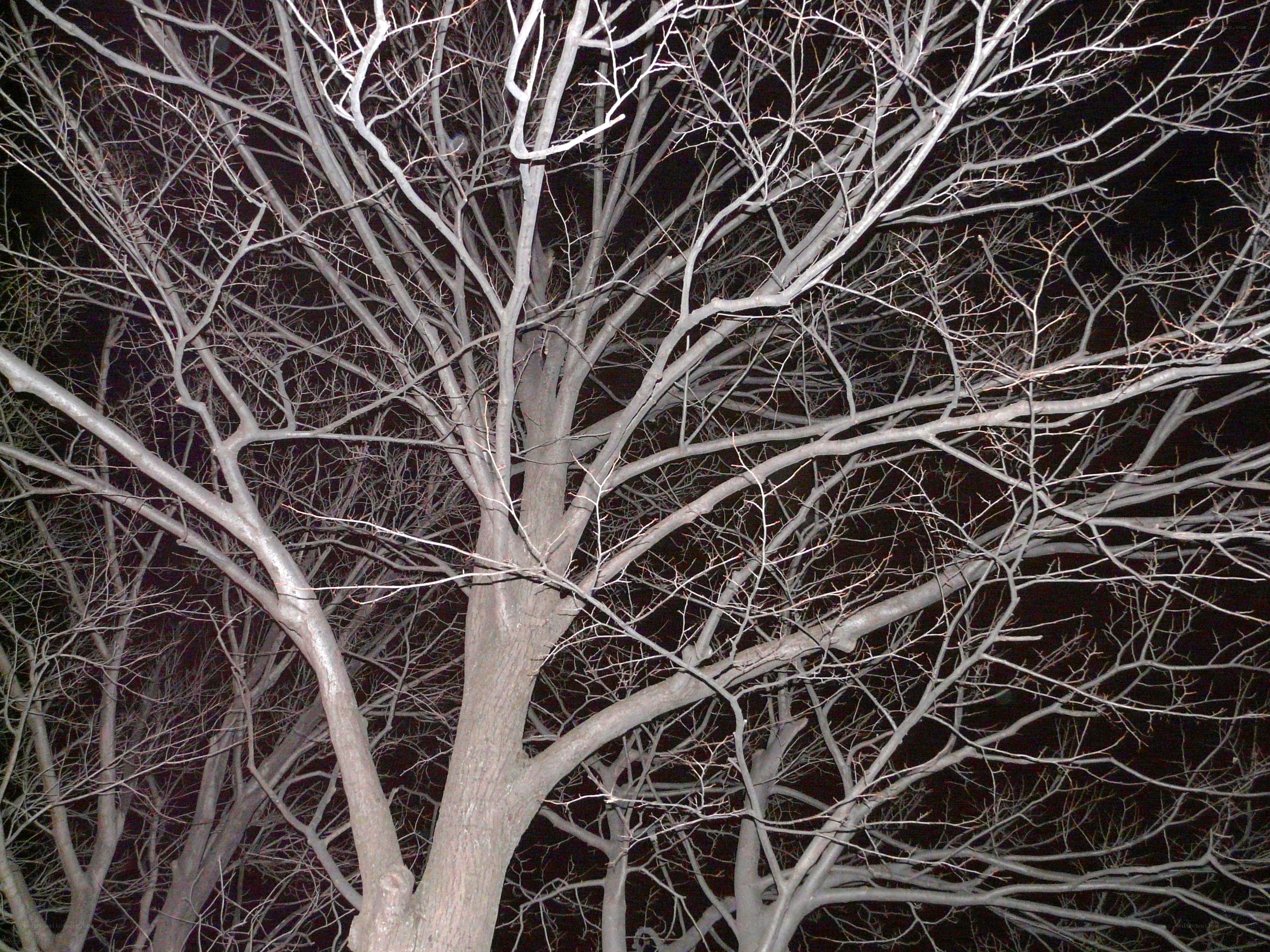 Bare tree branches at night