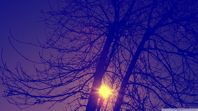 Bare Tree Branches at Sunset — Purple