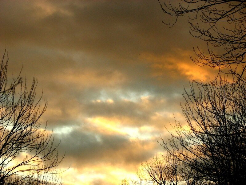 Bare Tree Branches at Sunset