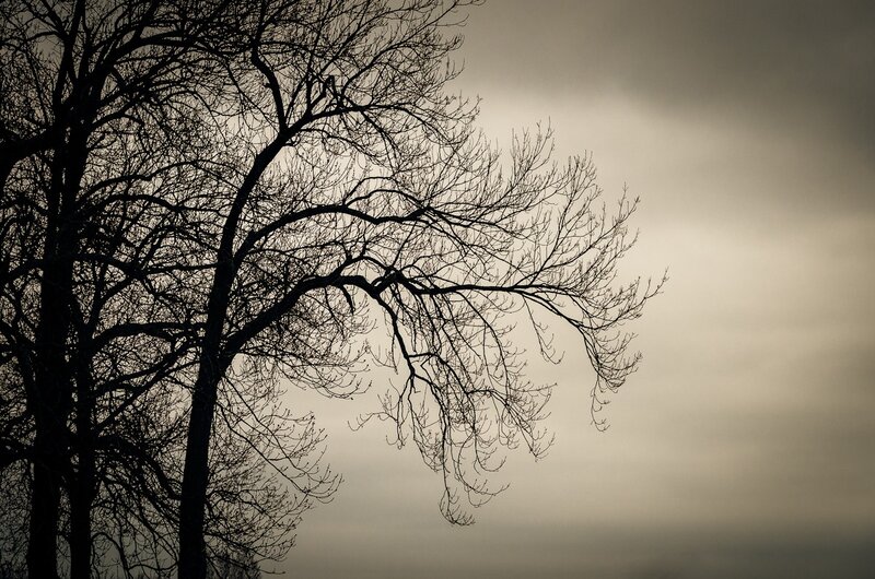 Bare Tree Branches — Black, Dramatic, Autumn