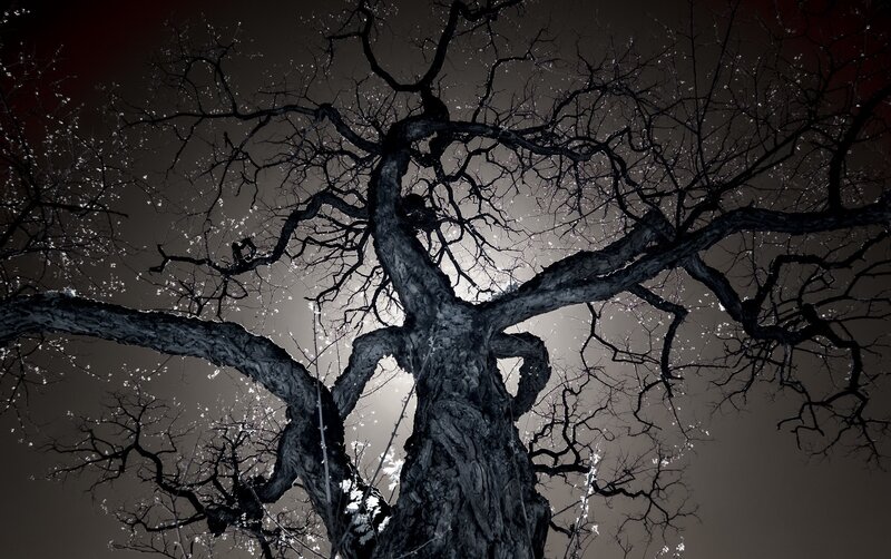 Bare Tree Branches — Black, Dramatic, Night, Photograph, Sky