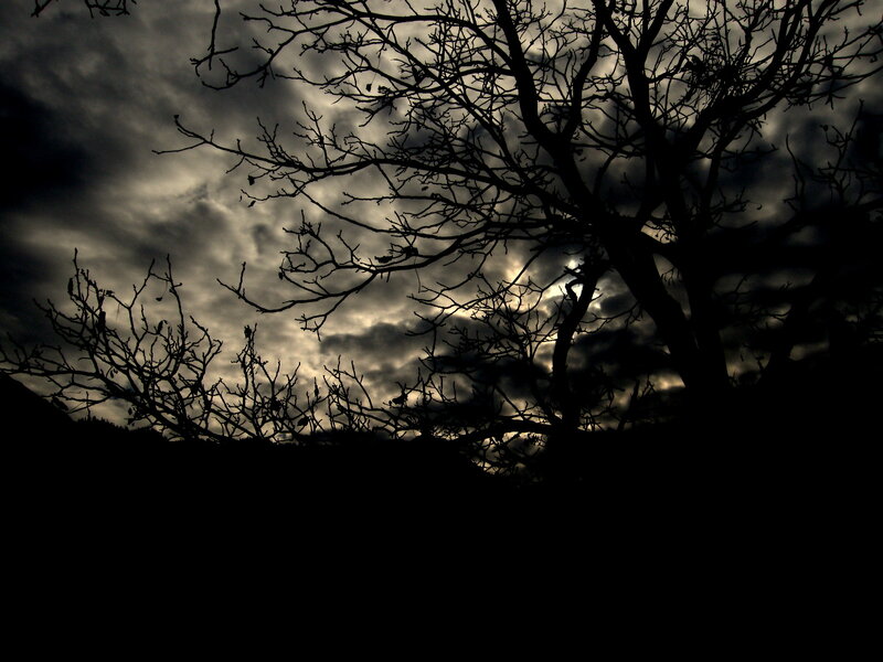 Bare Tree Branches — Black, Dramatic, Night
