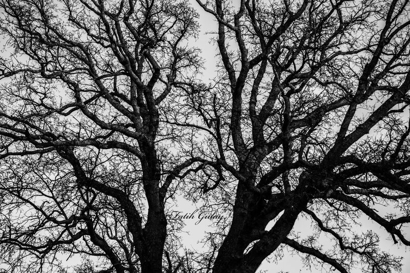 Bare Tree Branches — Black, Dramatic, Photograph, Sky