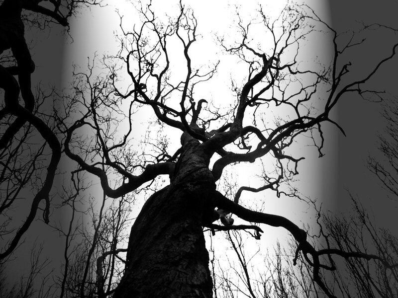 Bare Tree Branches — Black, Dramatic, Photograph, Sky, White