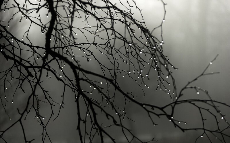 Bare Tree Branches — Black, Dramatic, Photograph