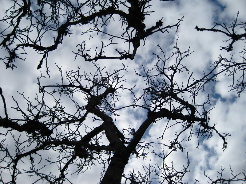 Bare Tree Branches — Black, Dramatic