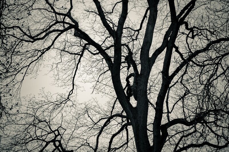 Bare Tree Branches — Black, Dramatic, Winter, Photograph, Sky, White