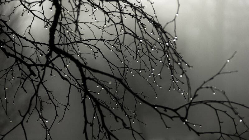 Bare Tree Branches — Black, Dramatic, Winter, Photograph