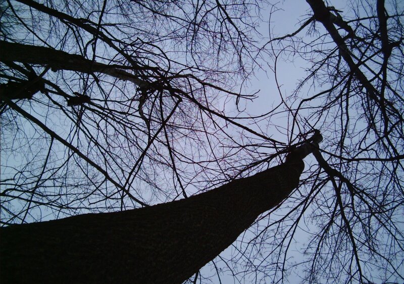 Bare Tree Branches — Black, Dramatic, Winter, Photograph, Tree Trunk