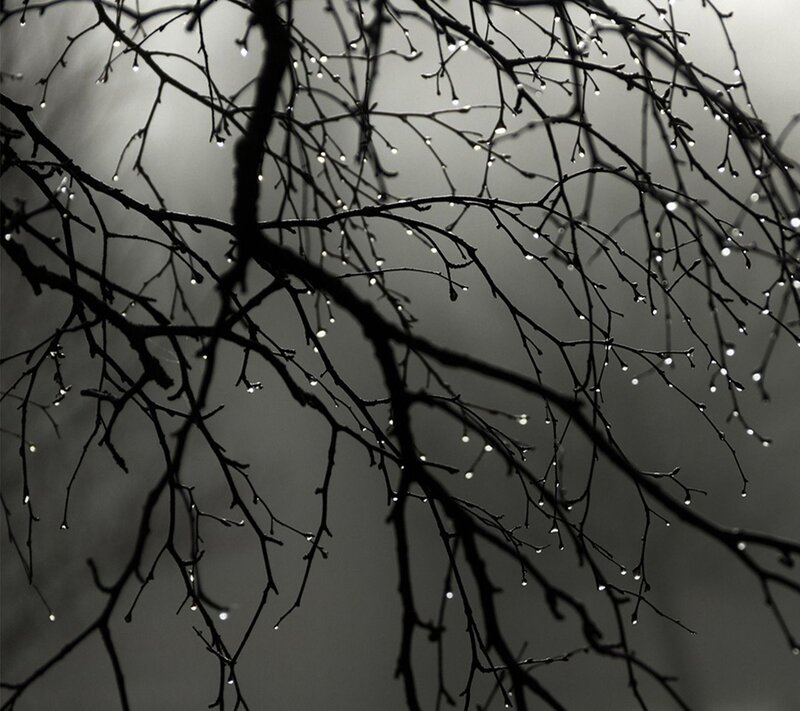 Bare Tree Branches — Black, Dramatic, Winter