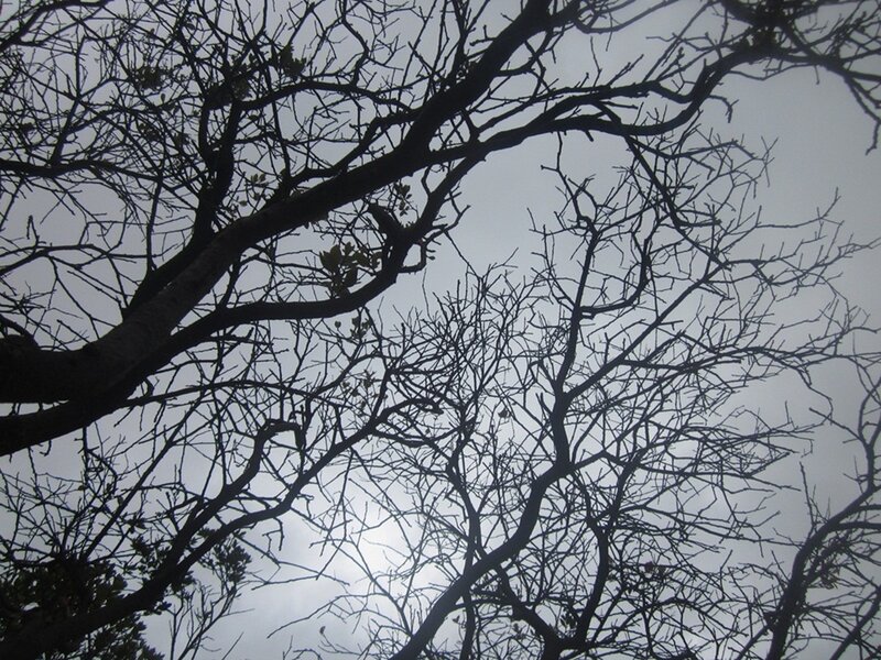 Bare Tree Branches — Black, Dreary, Photograph