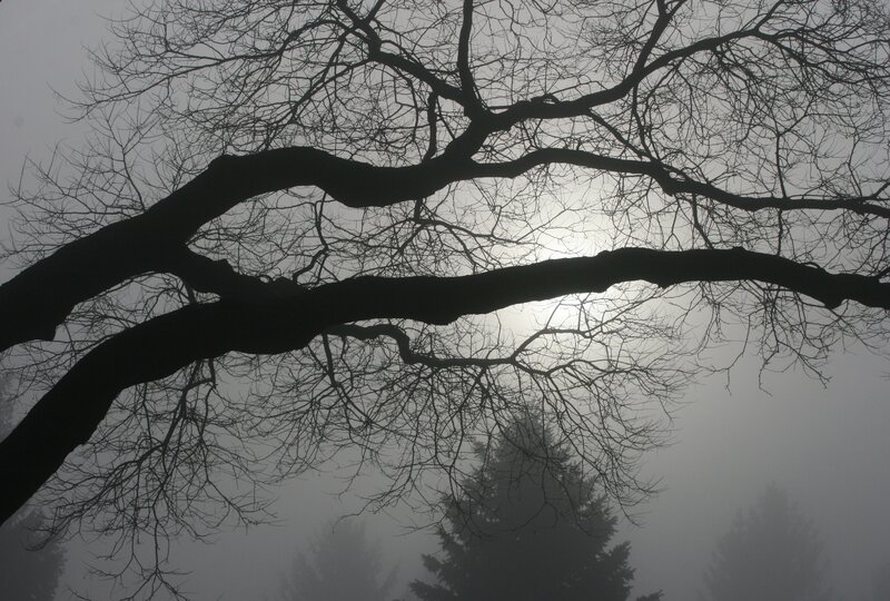 Bare Tree Branches — Black, Dreary