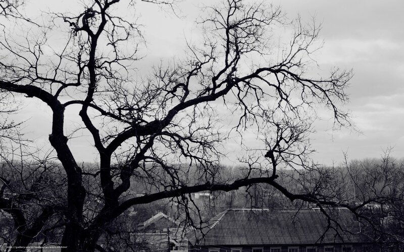 Bare Tree Branches — Black, Dreary, Winter, Photograph, Roofs
