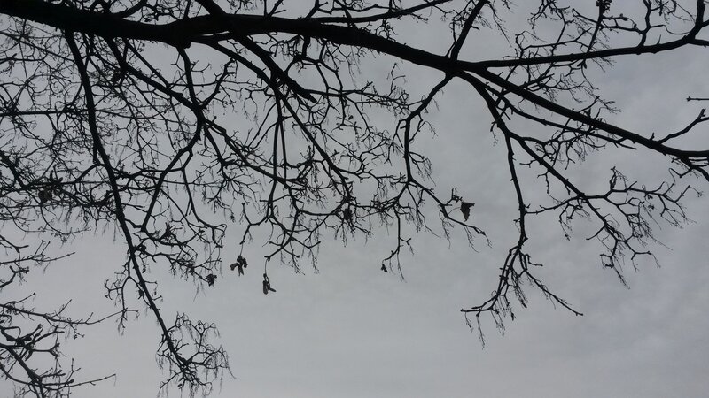 Bare Tree Branches — Black, Dreary, Winter, Photograph
