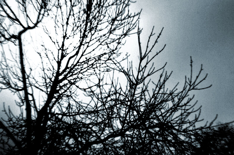 Bare Tree Branches — Black, Dreary, Winter