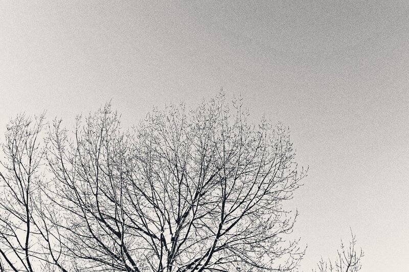 Bare Tree Branches — Black, Minimalist