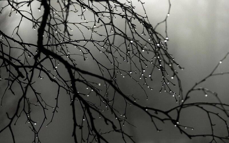 Bare Tree Branches — Black, Moody, Photograph