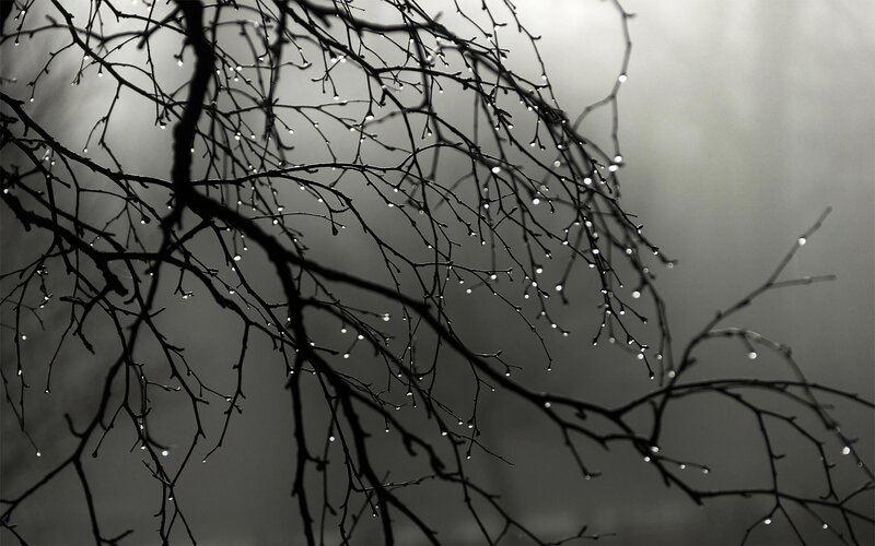 Bare Tree Branches — Black, Moody, Winter, Photograph