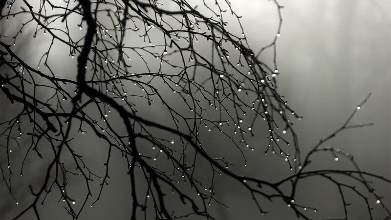 Bare Tree Branches — Black, Moody, Winter