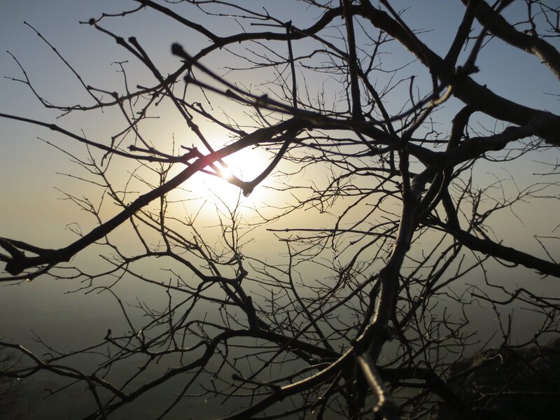 Bare Tree Branches — Black, Serene
